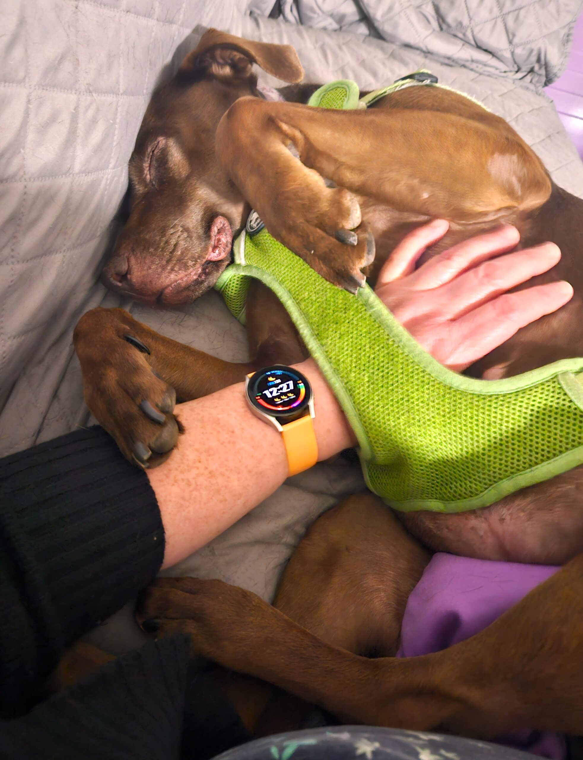 Clementine getting belly rubs.