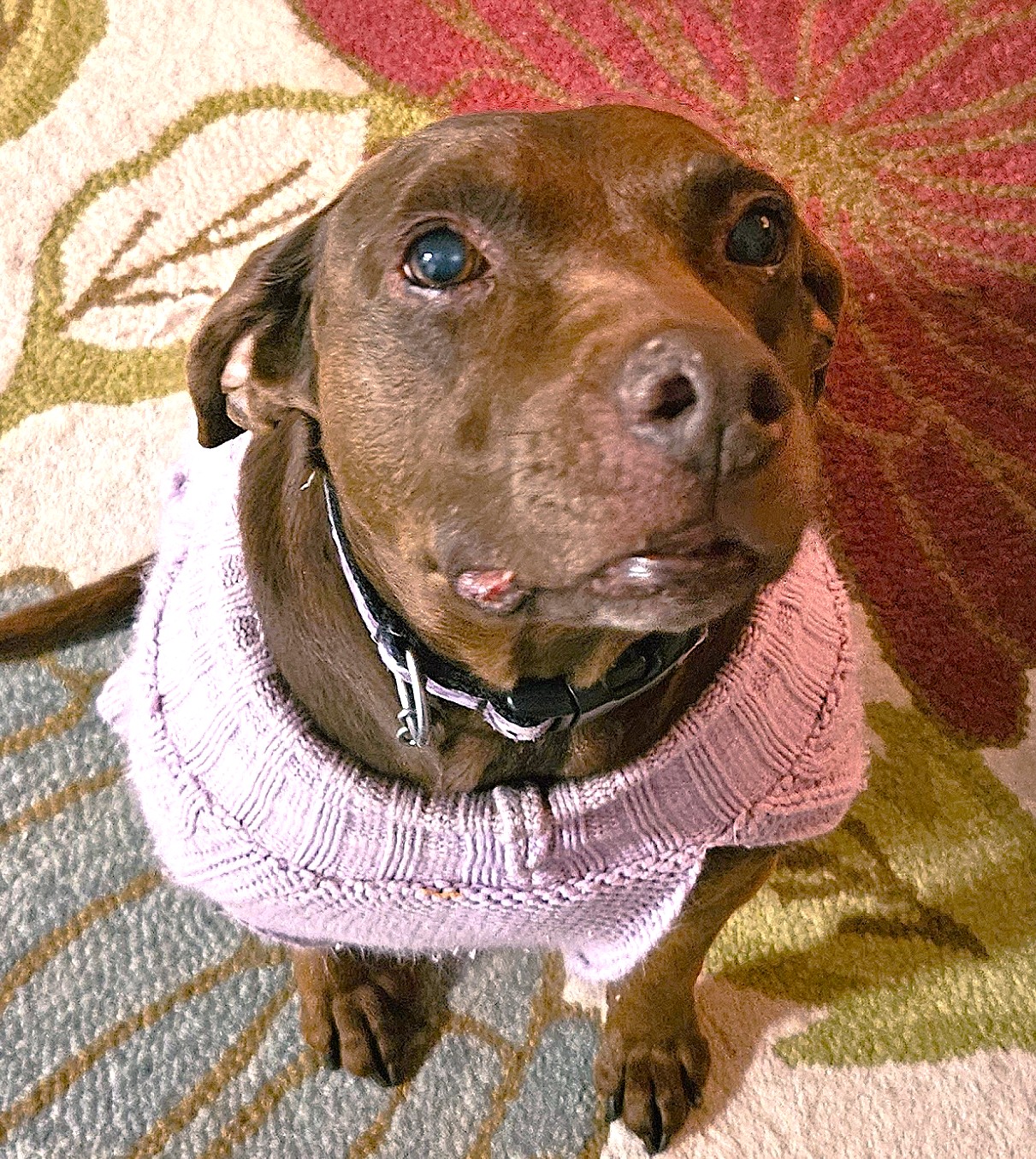 Clementine sitting pretty in her purple sweater.