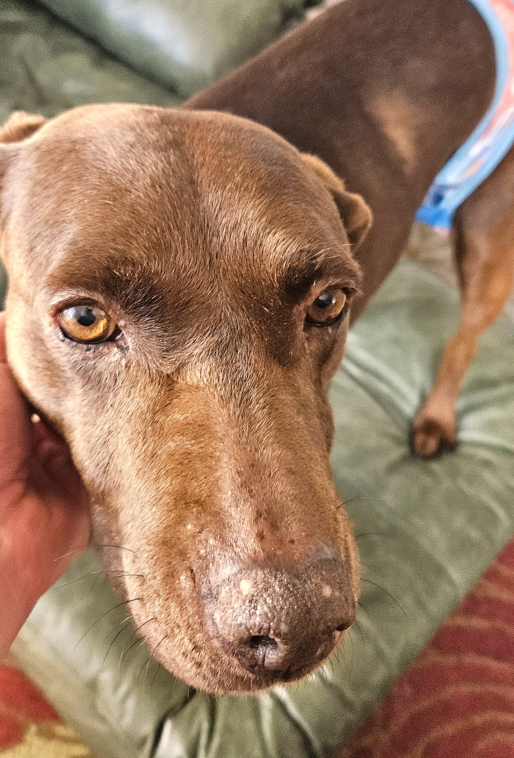 Clementine looking at the camera.