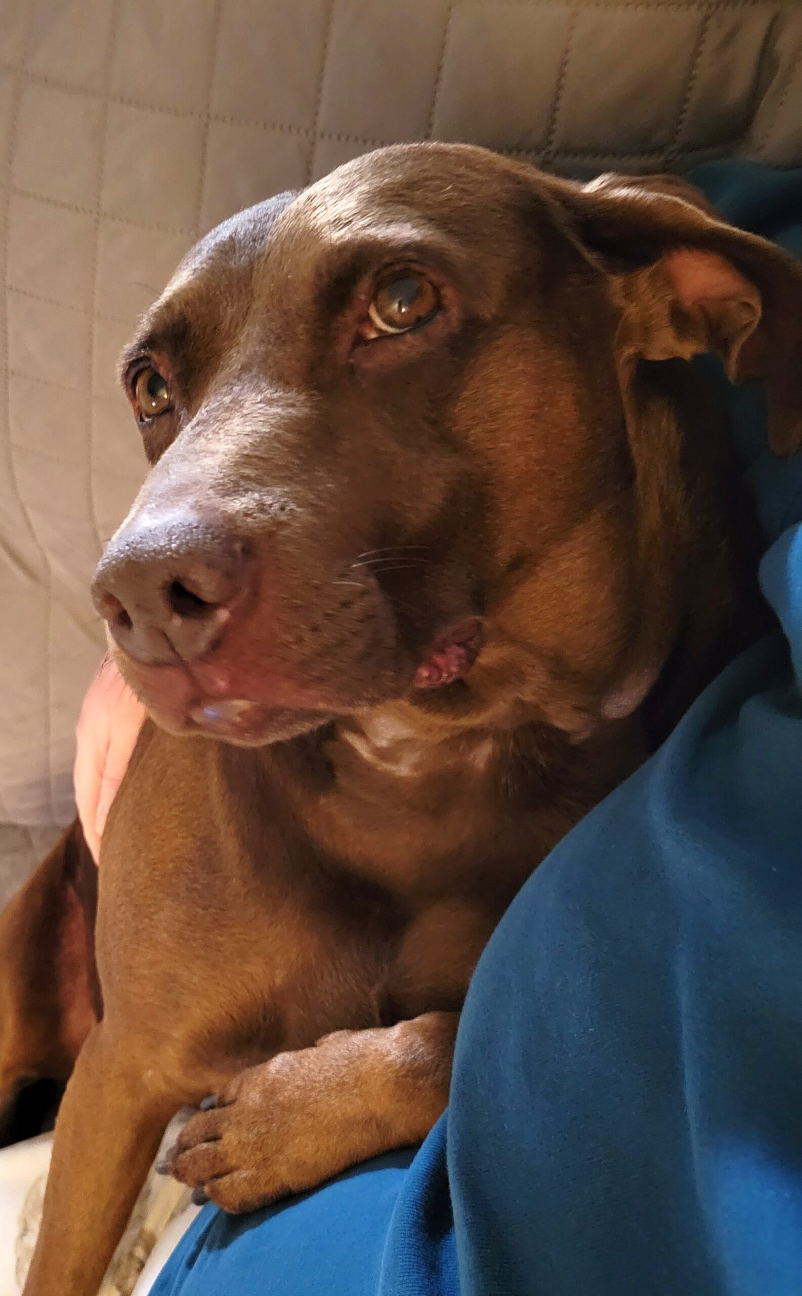 Clementine the laying on Deb.