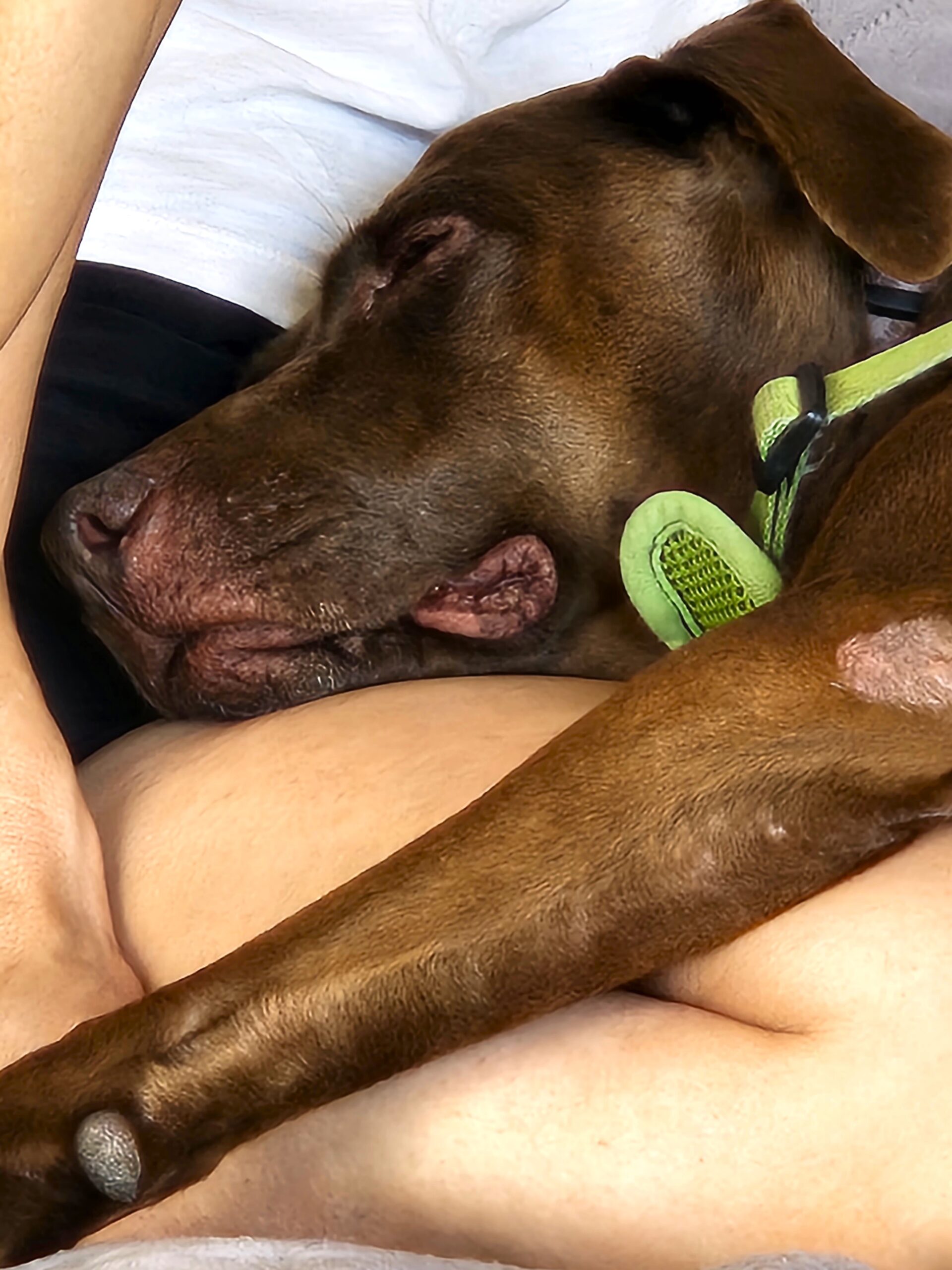 Clementine sleeping on a friend's lap