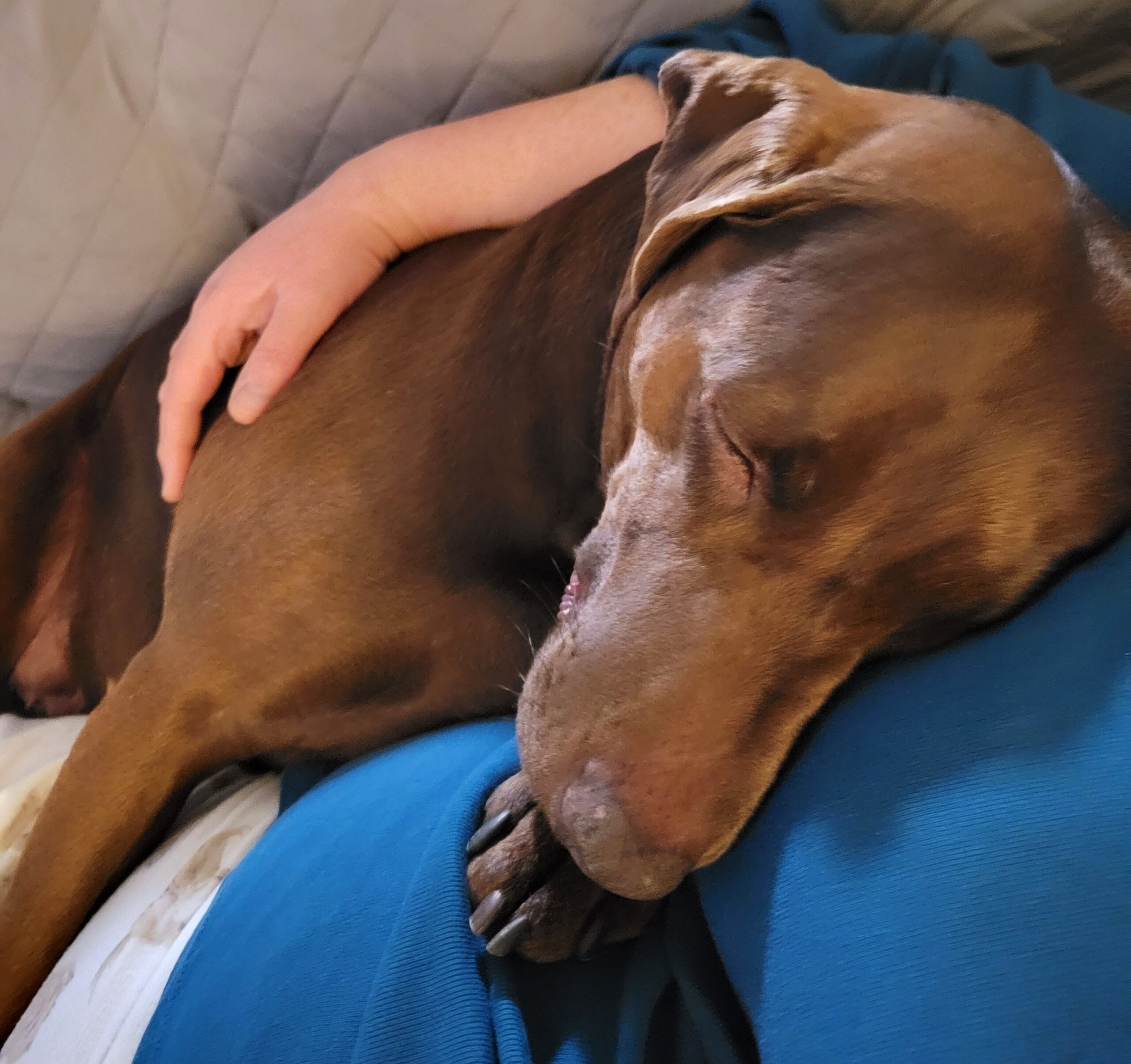 Clementine the snuggle queen.