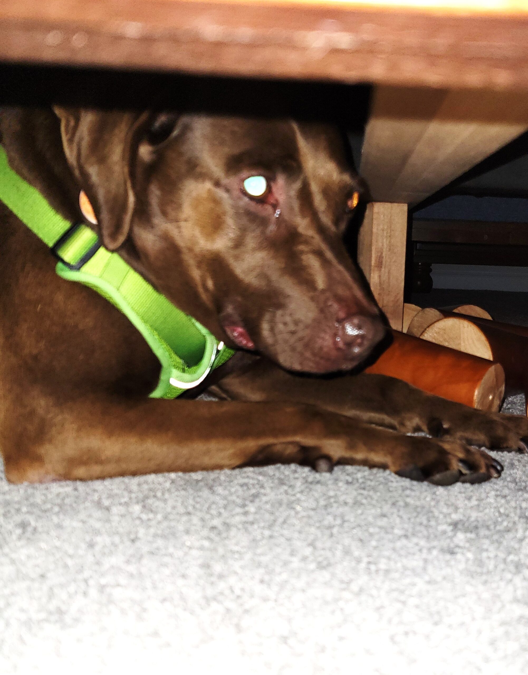 Clementine hiding under the bed during a thunderstorm.