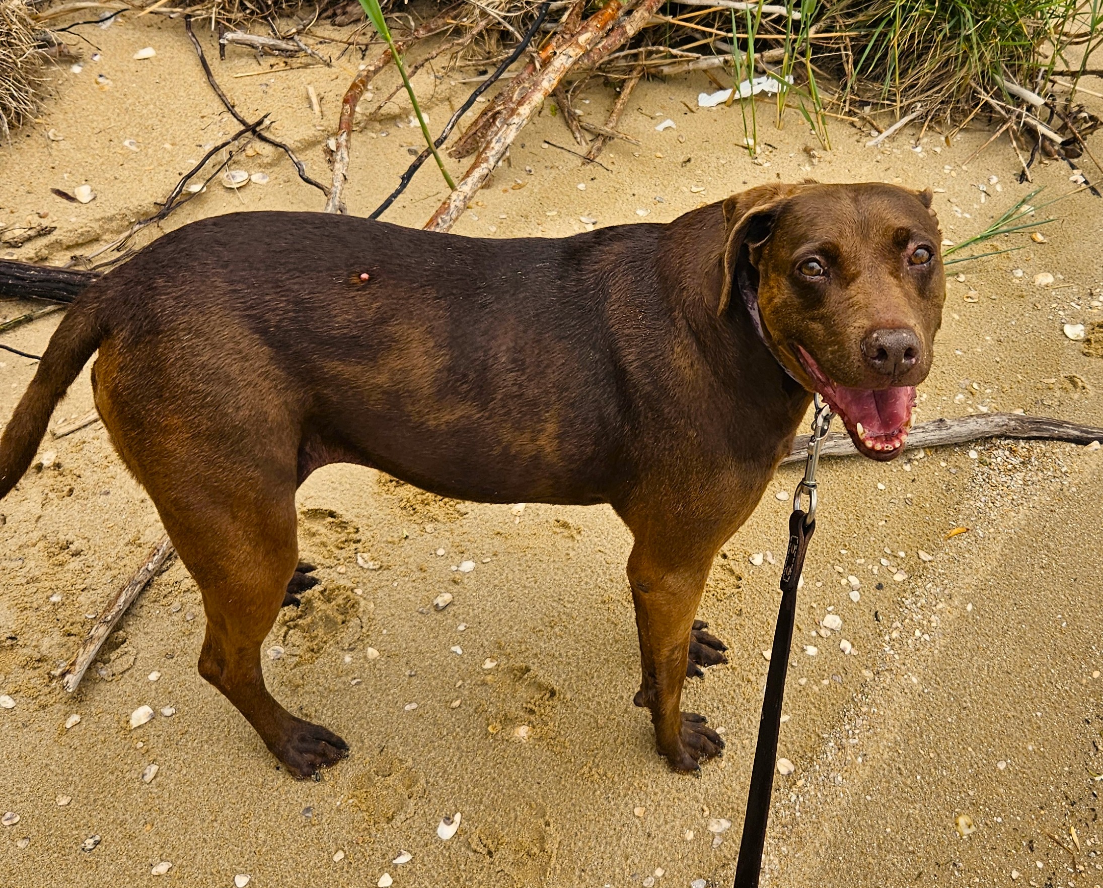 Clementine having fun by the water.