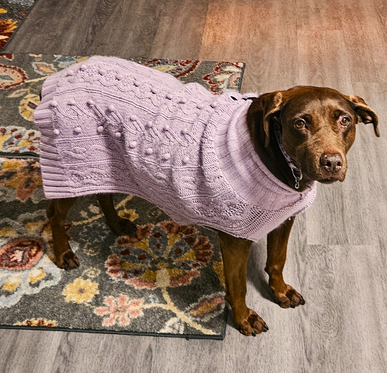 Clementine standing her purple sweater, wanting to go out on a walk.
