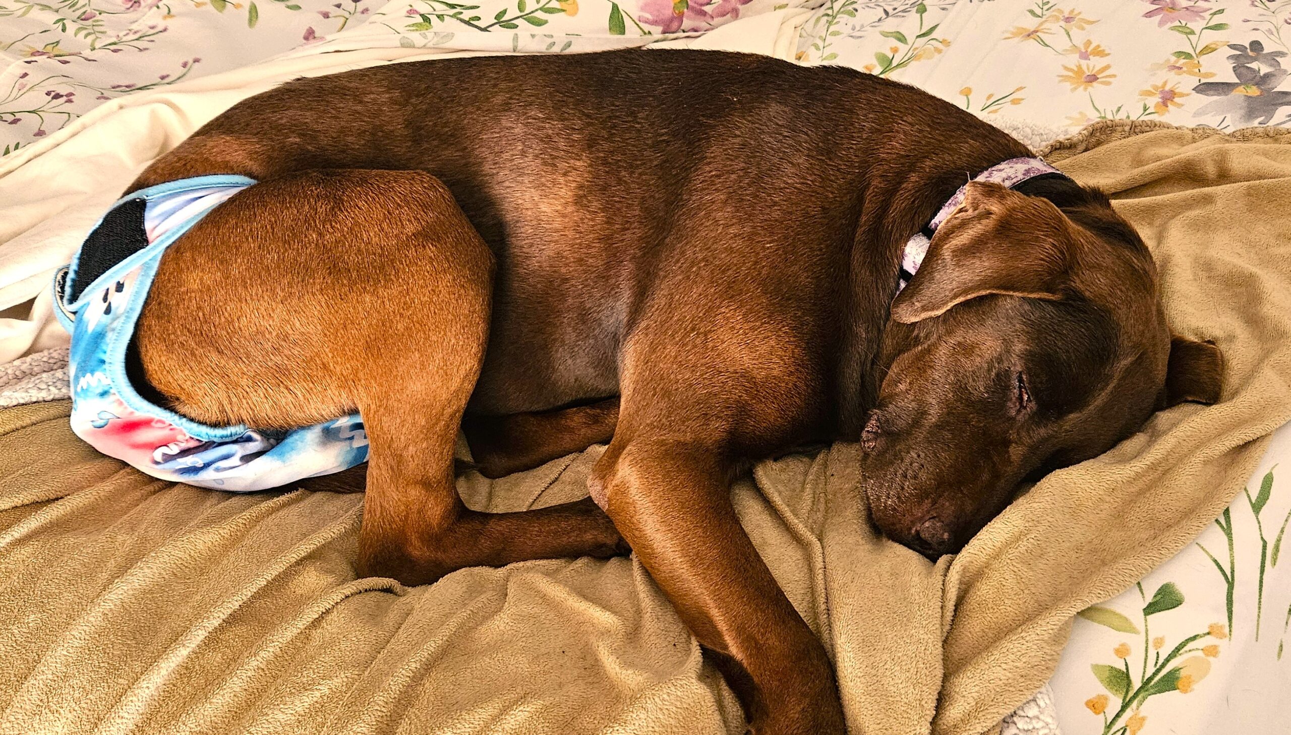 Clementine taking a nap in her tie-dyed underwear.