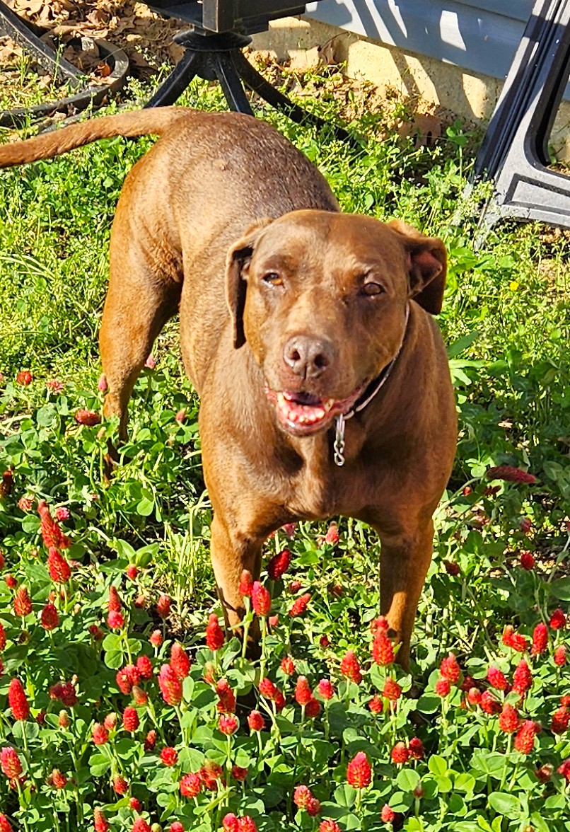 Clementine hanging out in the red clover.