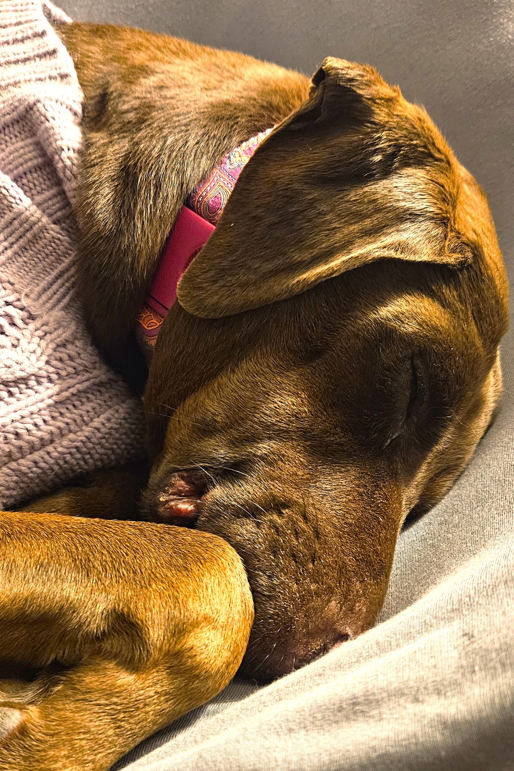 Clementine sleeping in sun in her purple sweater.