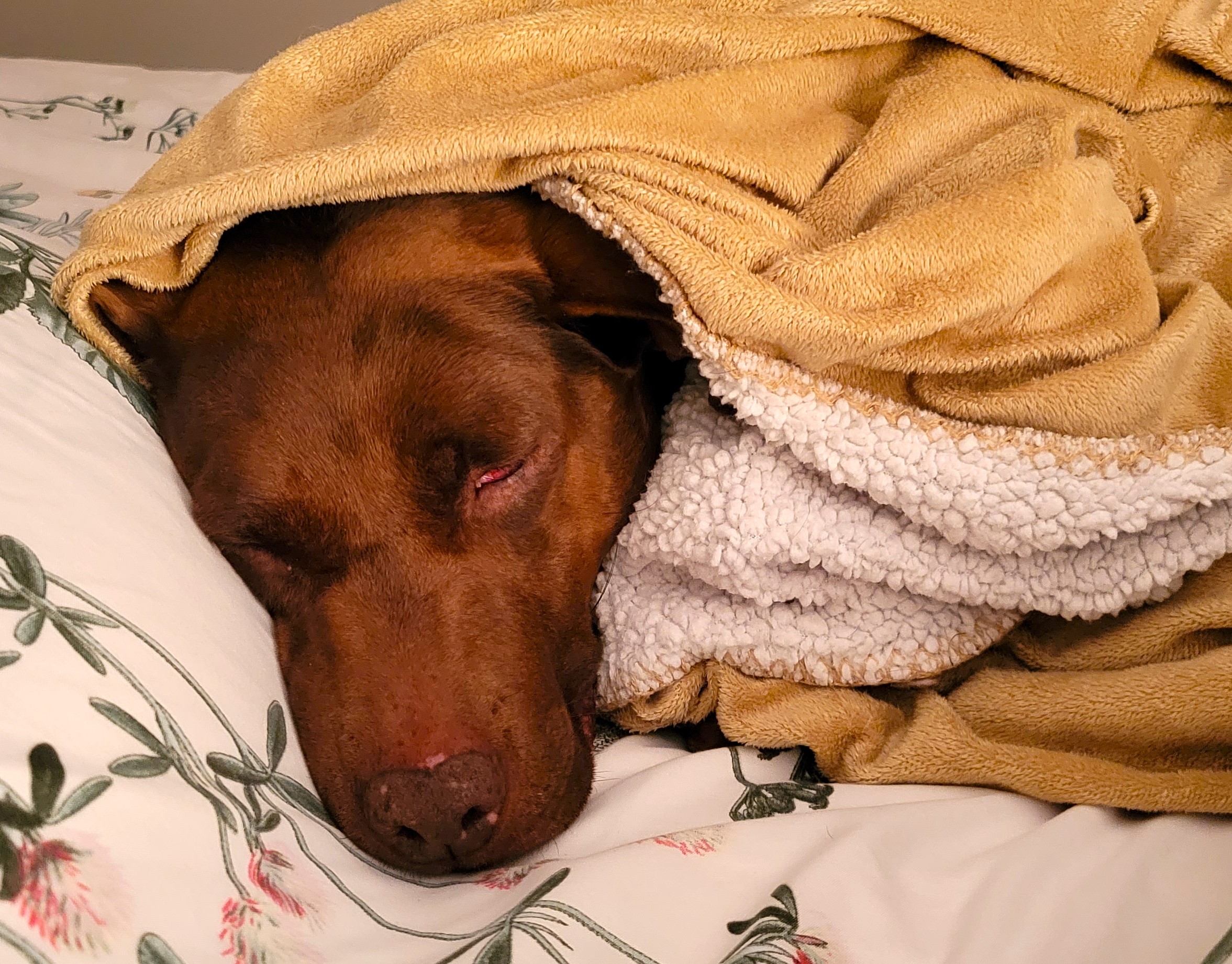Clementine sleeping in her blanket.