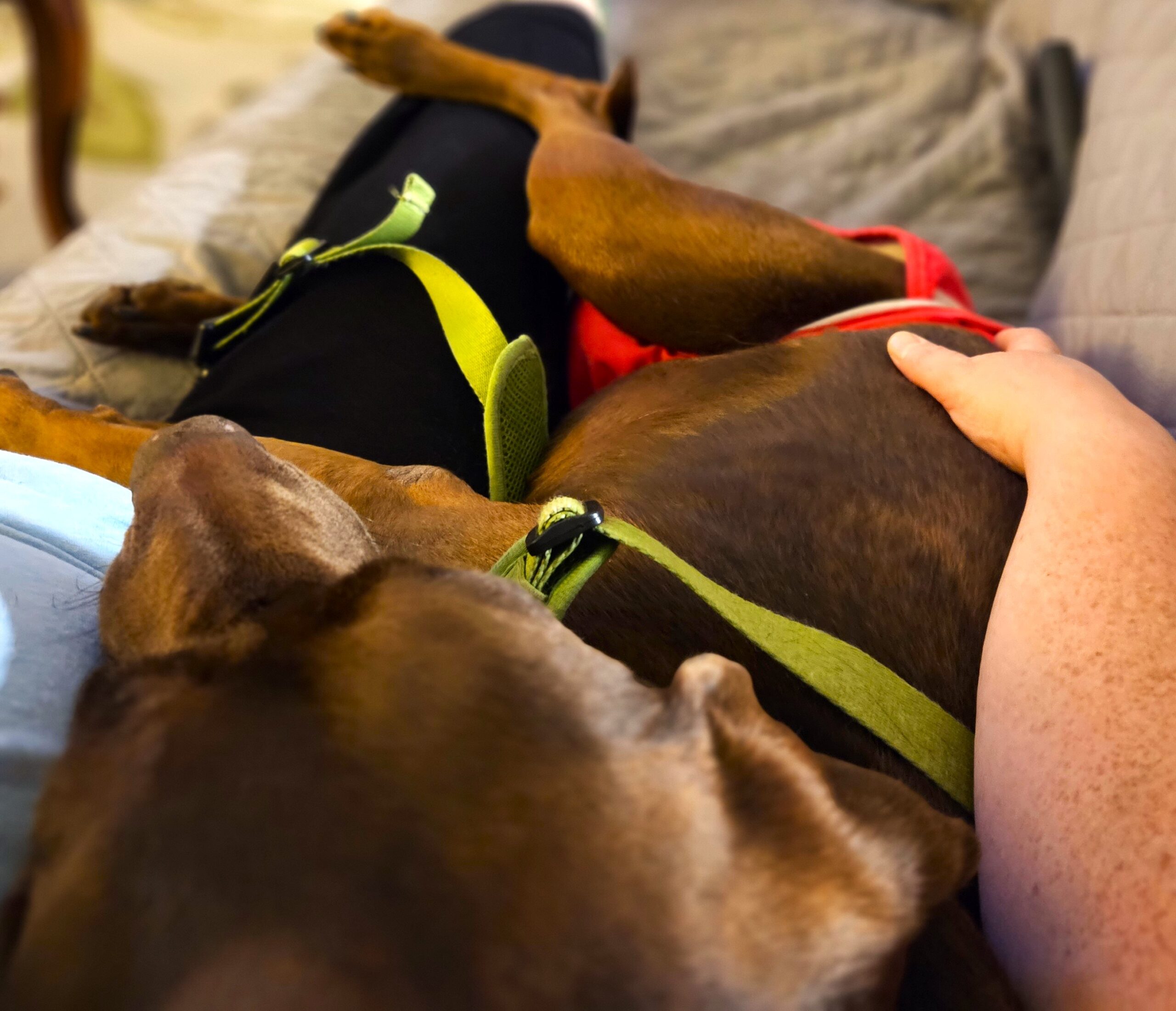 Clementine snuggling with Deb