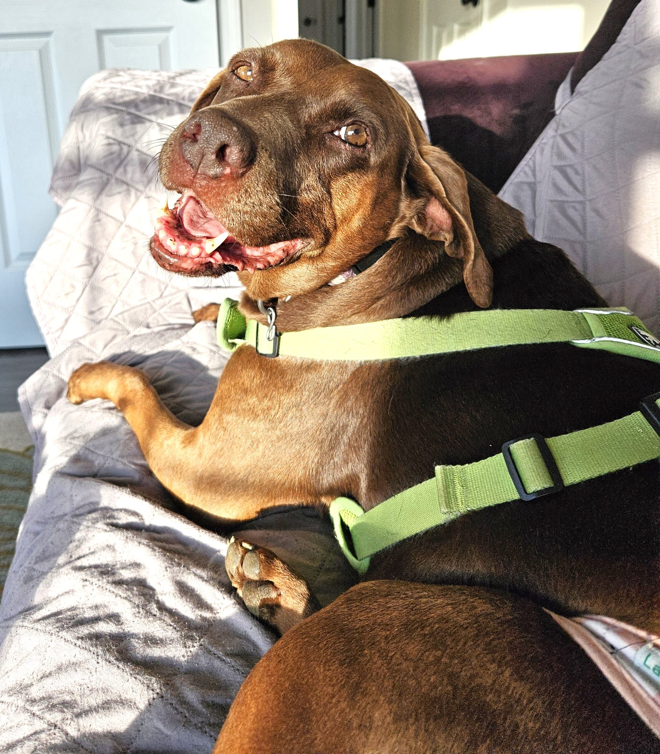 Happy Clementine on the couch.